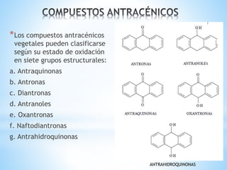 *Los compuestos antracénicos
vegetales pueden clasificarse
según su estado de oxidación
en siete grupos estructurales:
a. Antraquinonas
b. Antronas
c. Diantronas
d. Antranoles
e. Oxantronas
f. Naftodiantronas
g. Antrahidroquinonas
ANTRAHIDROQUINONAS
 