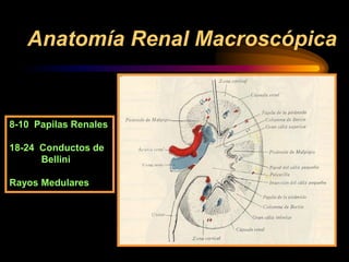 ANATOMIA_Y_FISIOLOGIA_RENAL.pdf