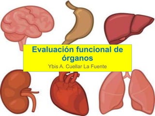 Evaluación funcional de
órganos
Ybis A. Cuellar La Fuente
 
