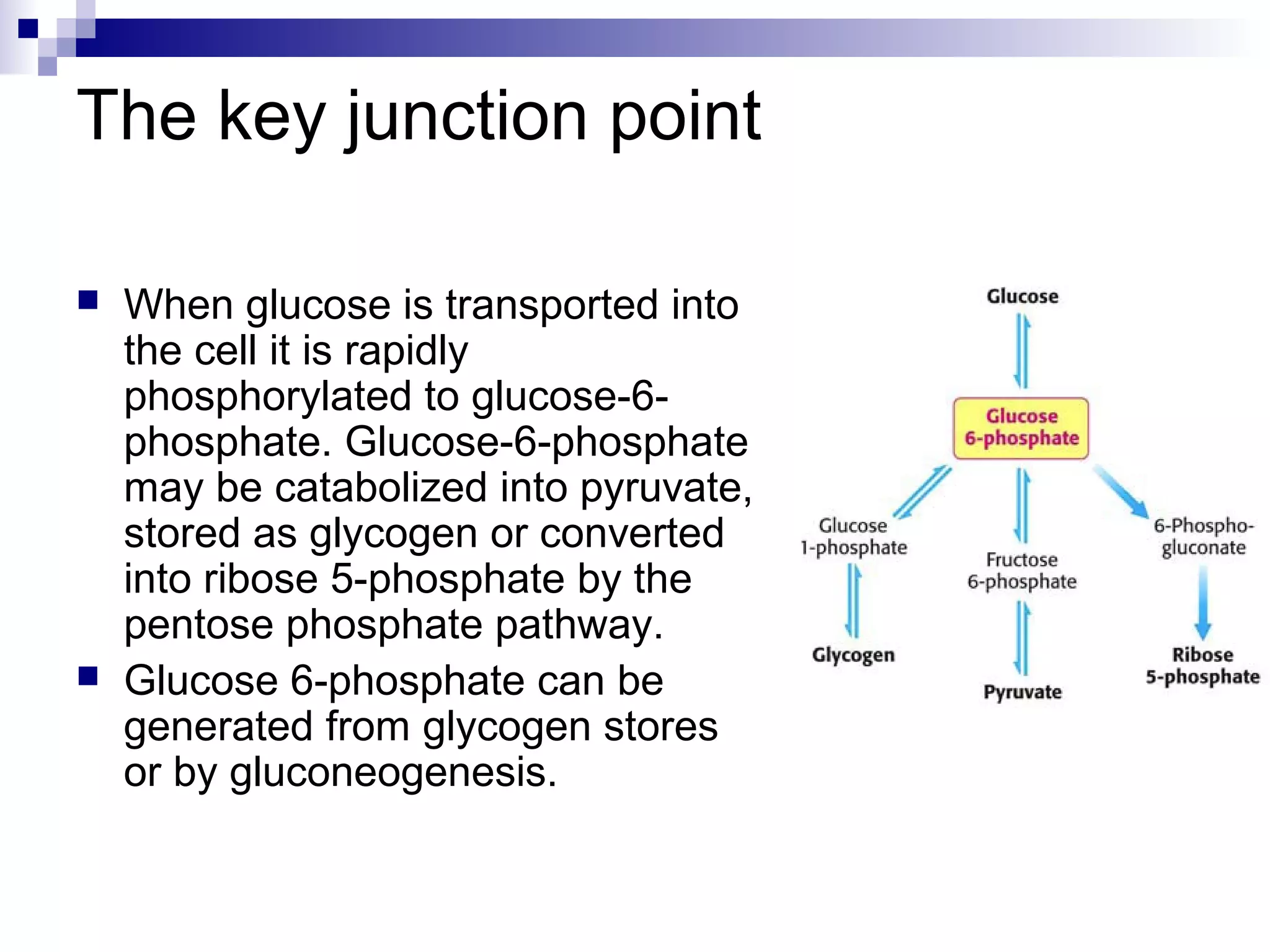 The key junction point 
 When glucose is transported into 
the cell it is rapidly 
phosphorylated to glucose-6- 
phosphate. Glucose-6-phosphate 
may be catabolized into pyruvate, 
stored as glycogen or converted 
into ribose 5-phosphate by the 
pentose phosphate pathway. 
 Glucose 6-phosphate can be 
generated from glycogen stores 
or by gluconeogenesis. 
 