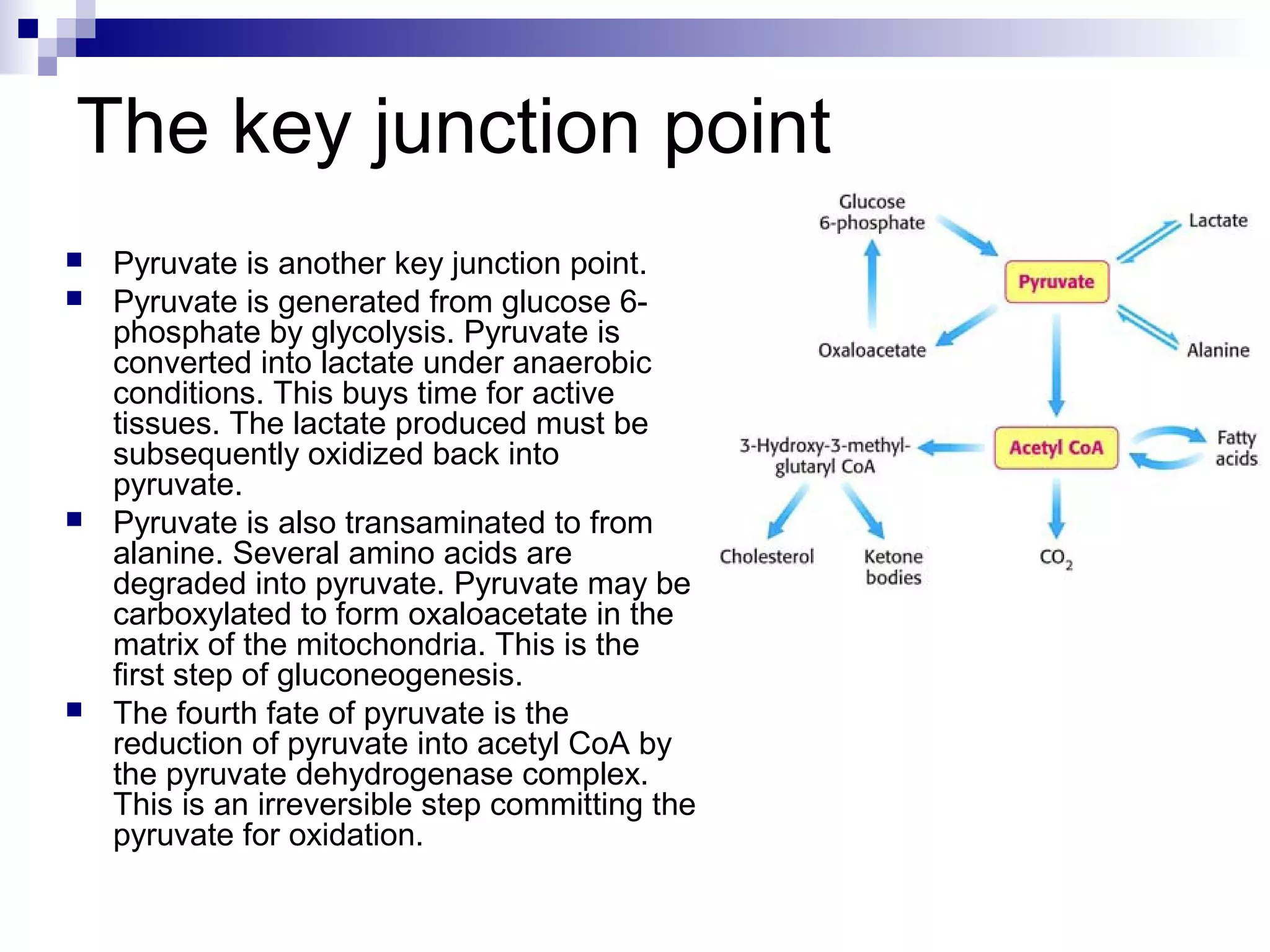 The key junction point 
 Pyruvate is another key junction point. 
 Pyruvate is generated from glucose 6- 
phosphate by glycolysis. Pyruvate is 
converted into lactate under anaerobic 
conditions. This buys time for active 
tissues. The lactate produced must be 
subsequently oxidized back into 
pyruvate. 
 Pyruvate is also transaminated to from 
alanine. Several amino acids are 
degraded into pyruvate. Pyruvate may be 
carboxylated to form oxaloacetate in the 
matrix of the mitochondria. This is the 
first step of gluconeogenesis. 
 The fourth fate of pyruvate is the 
reduction of pyruvate into acetyl CoA by 
the pyruvate dehydrogenase complex. 
This is an irreversible step committing the 
pyruvate for oxidation. 
 