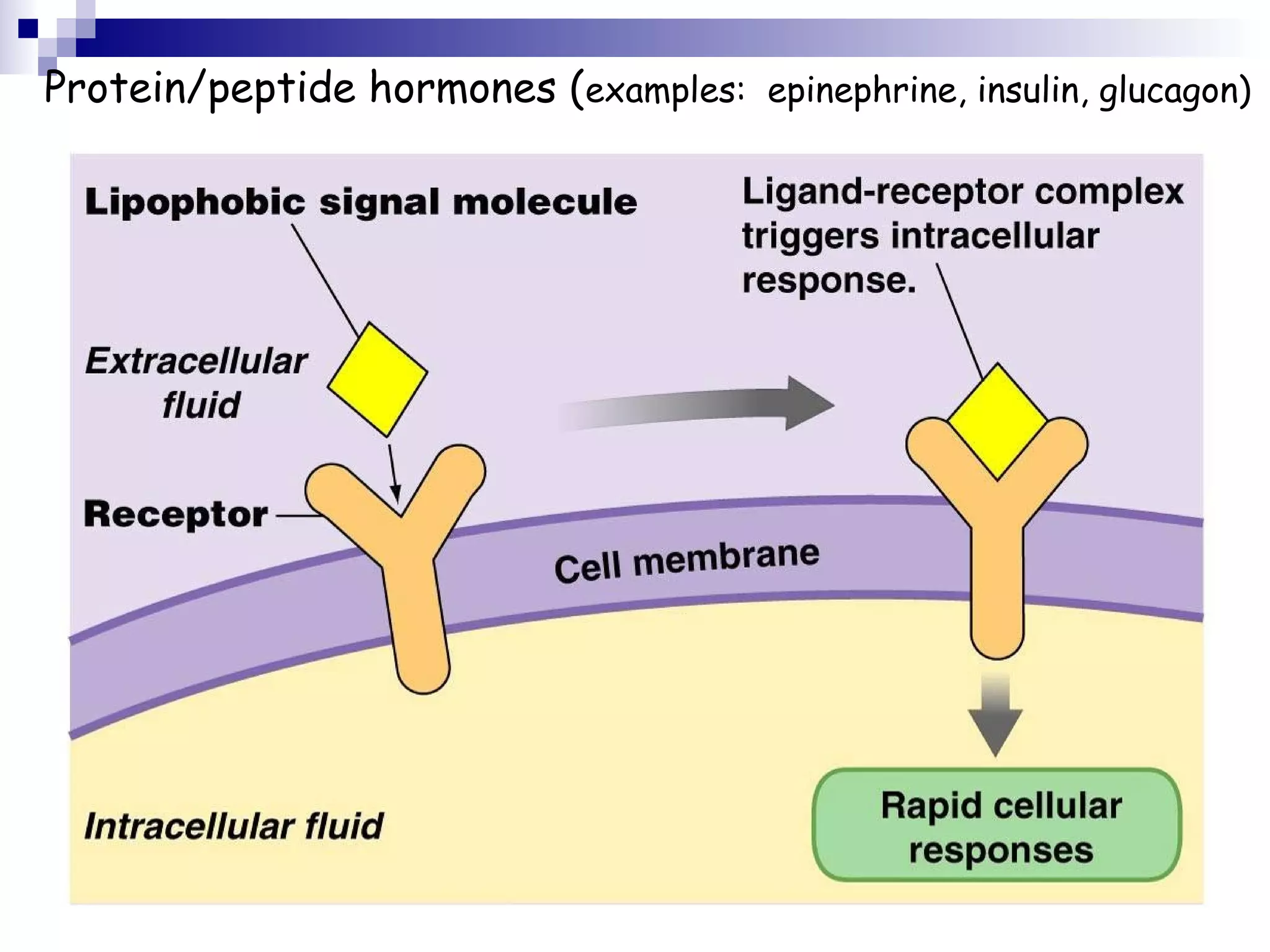 Protein/peptide hormones (examples: epinephrine, insulin, glucagon) 
 