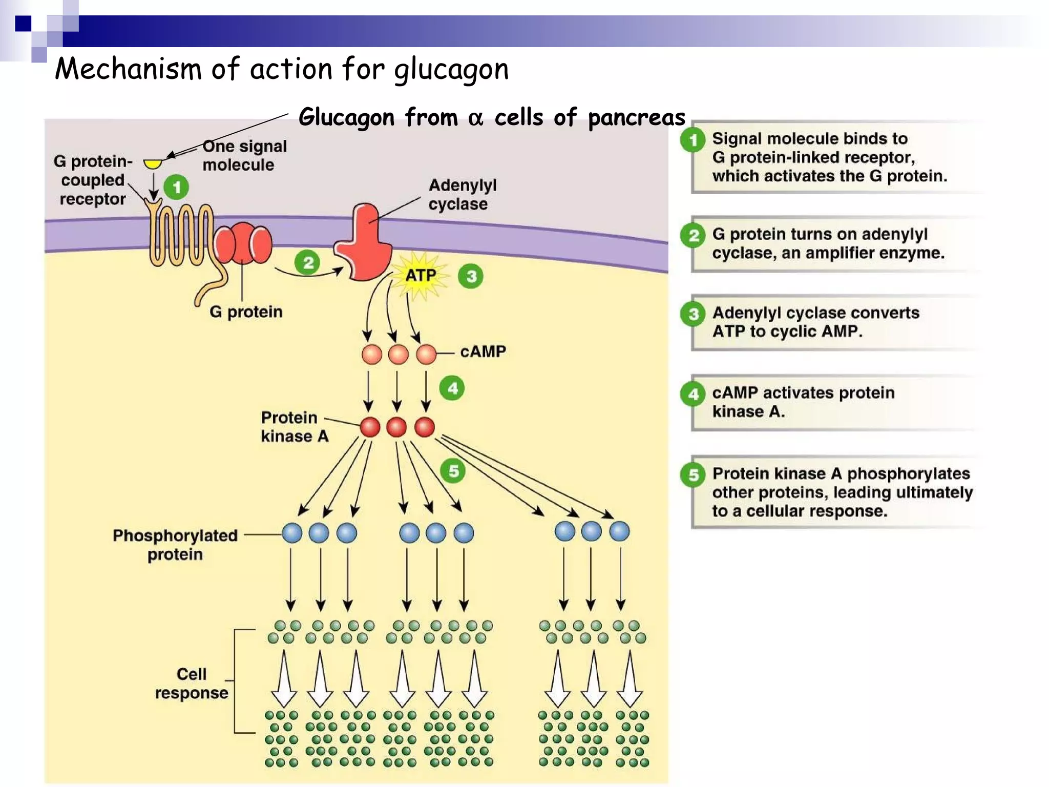 Mechanism of action for glucagon 
Glucagon from a cells of pancreas 
 