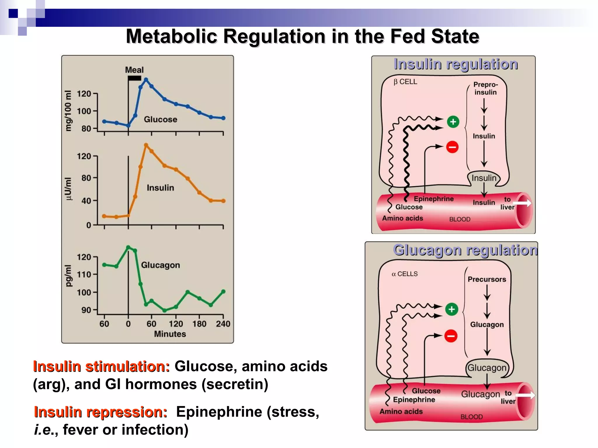 MMeettaabboolliicc RReegguullaattiioonn iinn tthhee FFeedd SSttaattee 
IInnssuulliinn rreegguullaattiioonn 
GGlluuccaaggoonn rreegguullaattiioonn 
IInnssuulliinn ssttiimmuullaattiioonn:: Glucose, amino acids 
(arg), and GI hormones (secretin) 
IInnssuulliinn rreepprreessssiioonn:: Epinephrine (stress, 
i.e., fever or infection) 
 
