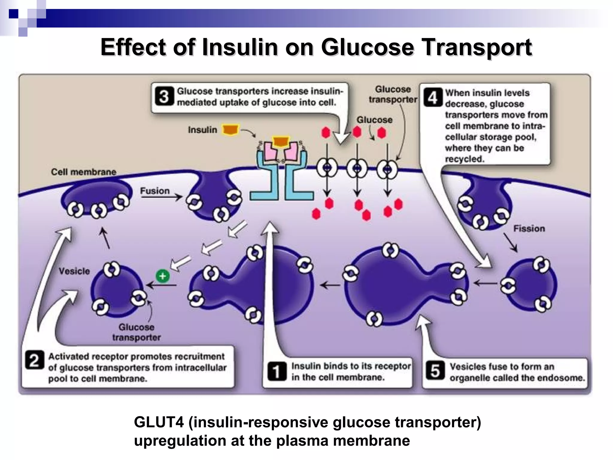 Effect of IInnssuulliinn oonn GGlluuccoossee TTrraannssppoorrtt 
GLUT4 (insulin-responsive glucose transporter) 
upregulation at the plasma membrane 
 