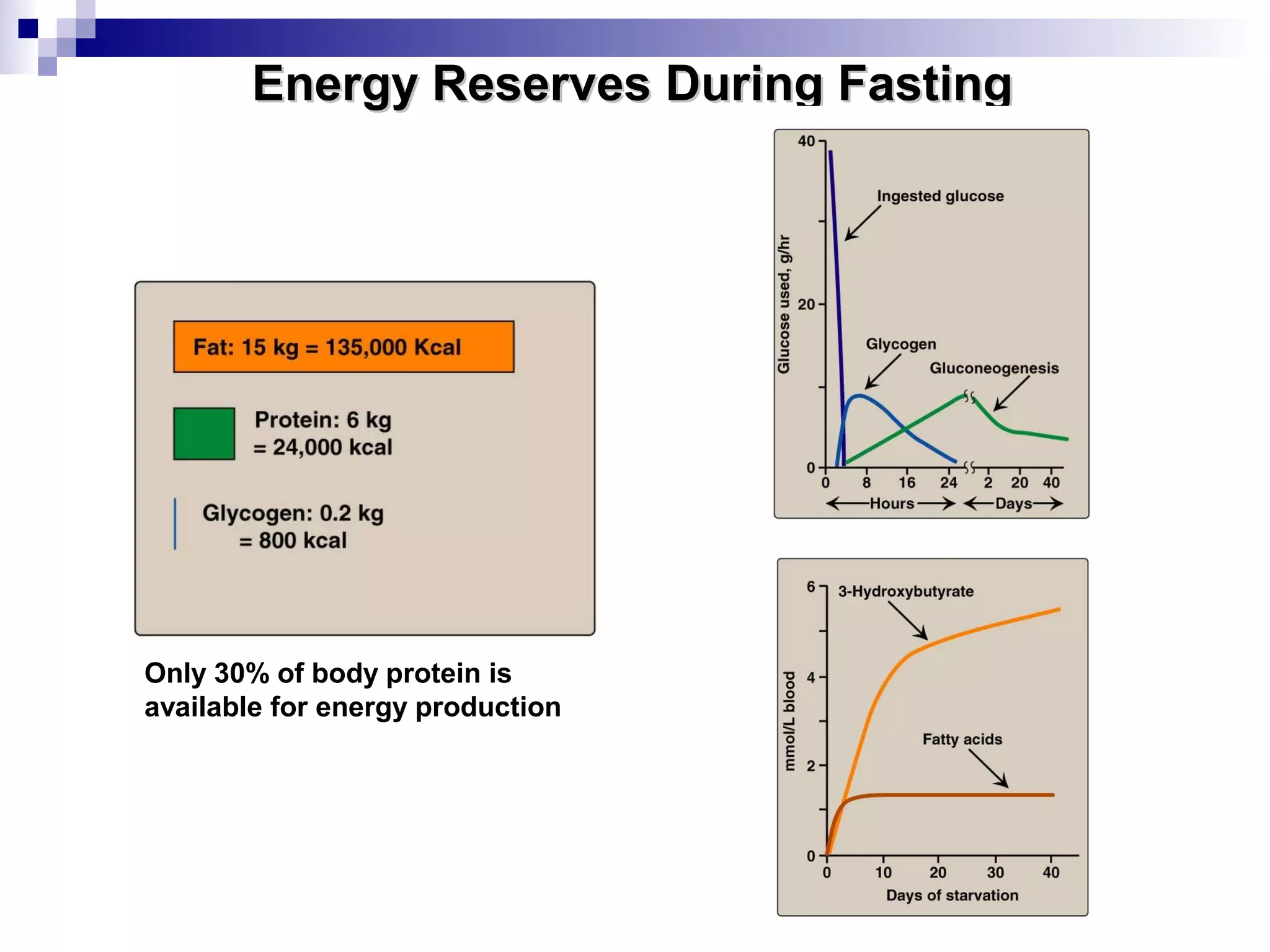EEnneerrggyy RReesseerrvveess DDuurriinngg FFaassttiinngg 
Only 30% of body protein is 
available for energy production 
 