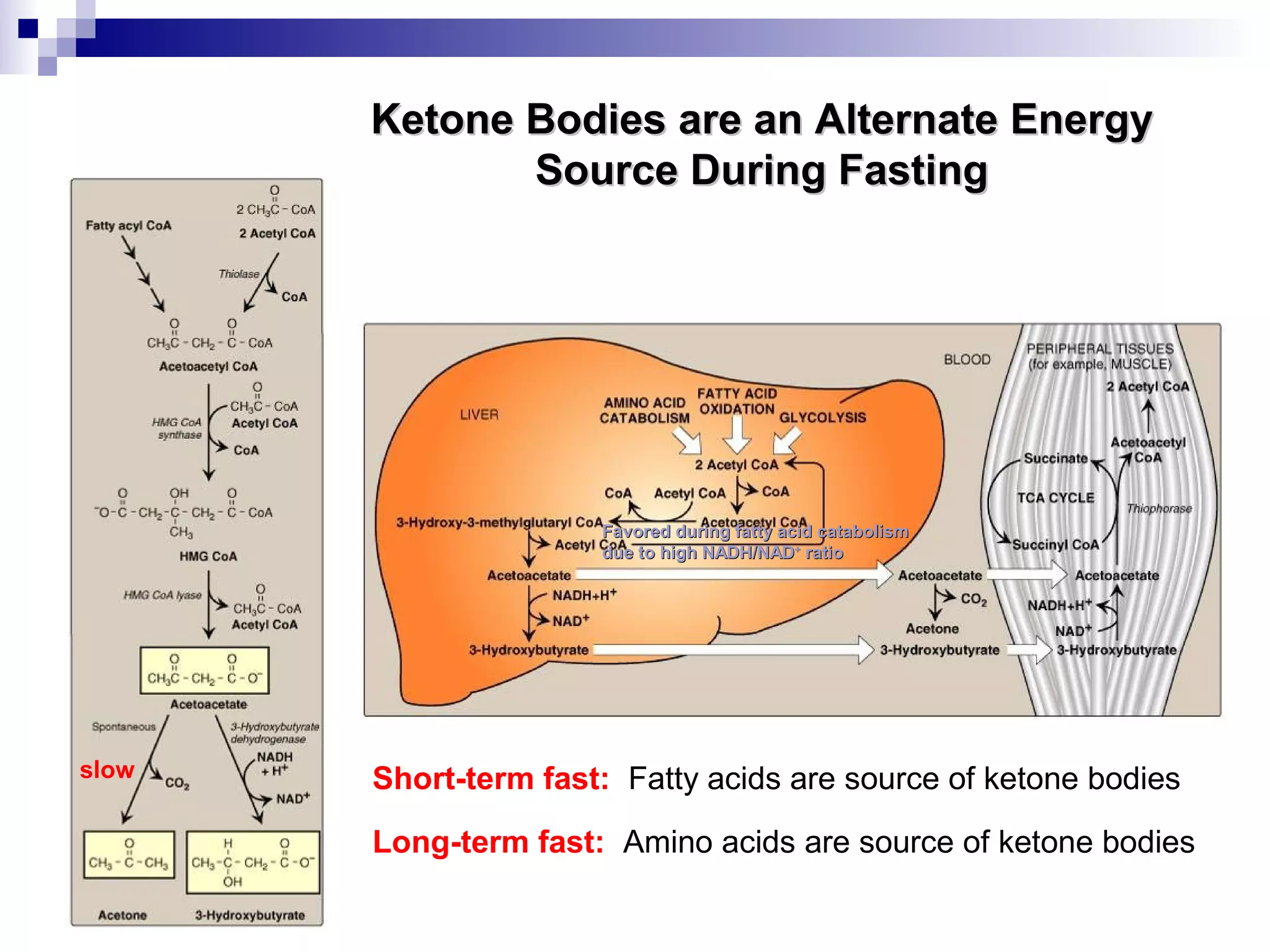Ketone Bodies are aann AAlltteerrnnaattee EEnneerrggyy 
SSoouurrccee DDuurriinngg FFaassttiinngg 
FFaavvoorreedd dduurriinngg ffaattttyy aacciidd ccaattaabboolliissmm 
dduuee ttoo hhiigghh NNAADDHH//NNAADD+ rraattiioo 
Short-term fast: Fatty acids are source of ketone bodies 
Long-term fast: Amino acids are source of ketone bodies 
slow 
 
