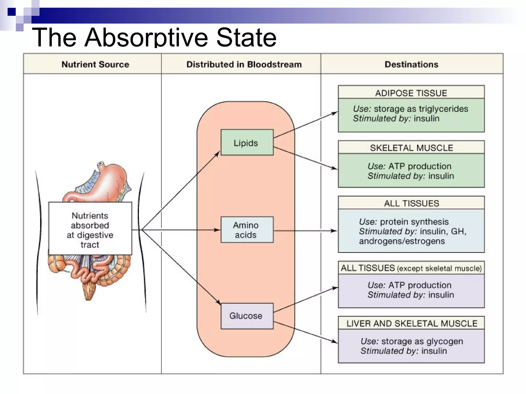 The Absorptive State 
 