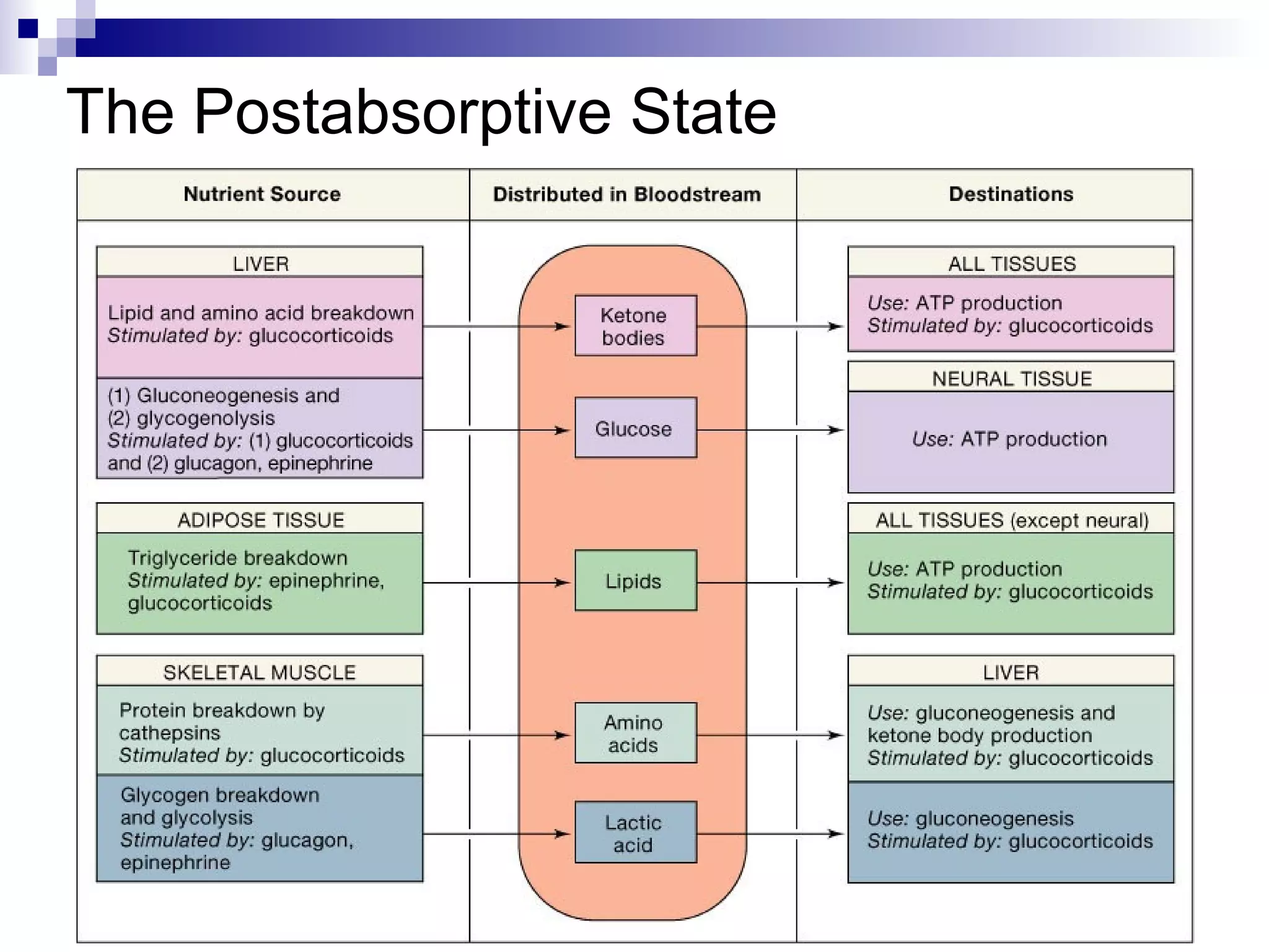The Postabsorptive State 
 