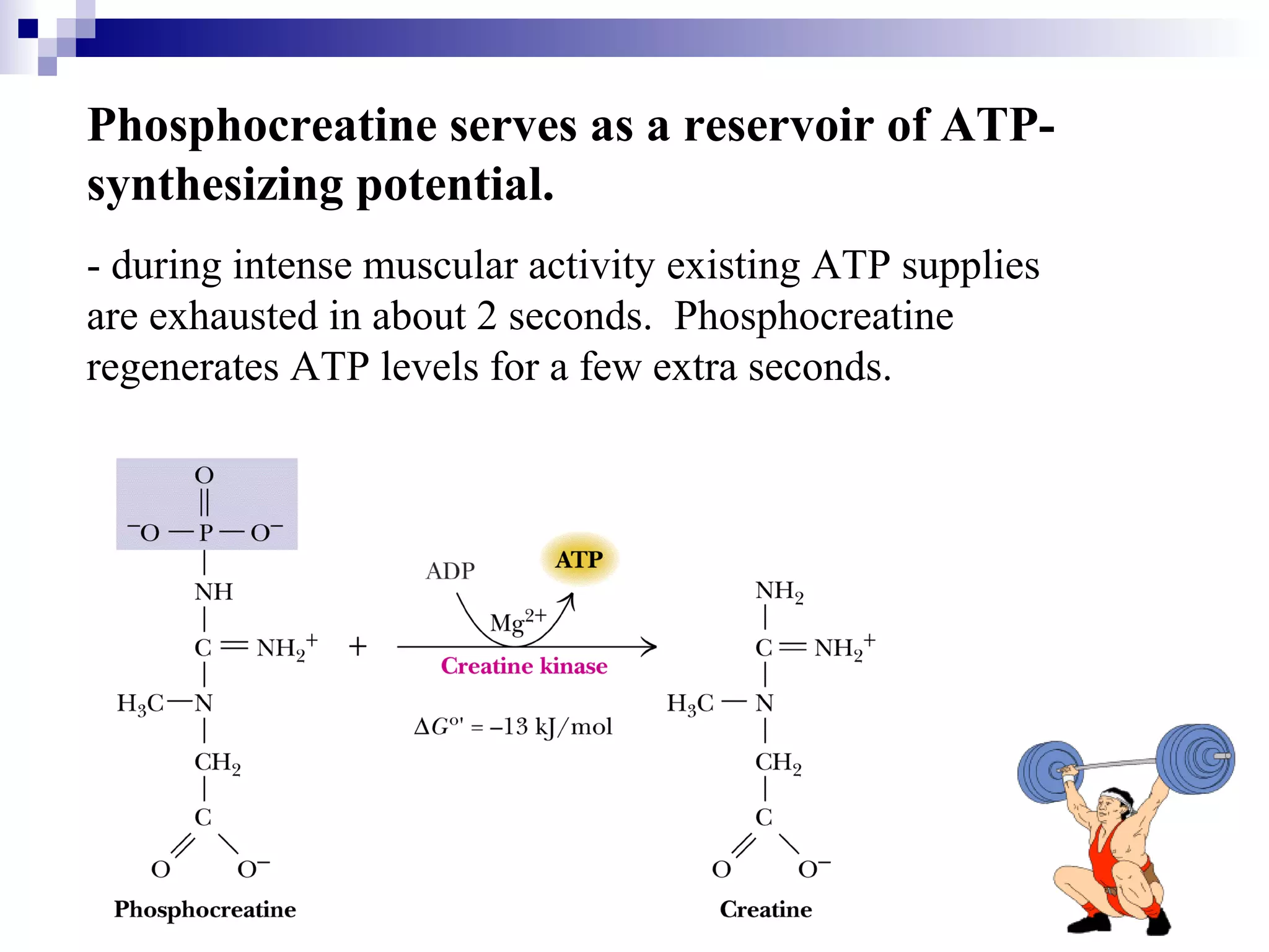 Phosphocreatine serves as a reservoir of ATP-synthesizing 
potential. 
- during intense muscular activity existing ATP supplies 
are exhausted in about 2 seconds. Phosphocreatine 
regenerates ATP levels for a few extra seconds. 
 