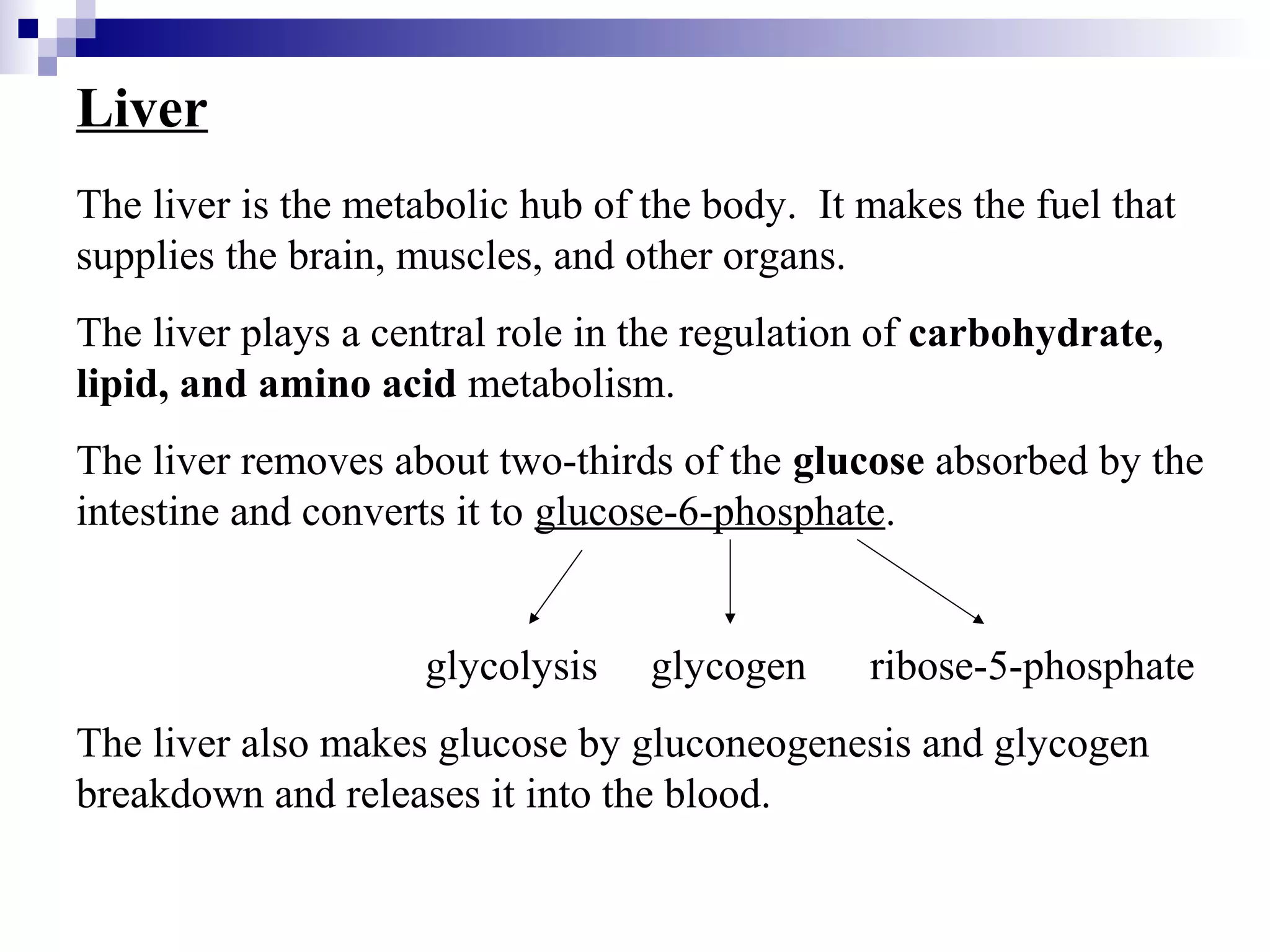 Liver 
The liver is the metabolic hub of the body. It makes the fuel that 
supplies the brain, muscles, and other organs. 
The liver plays a central role in the regulation of carbohydrate, 
lipid, and amino acid metabolism. 
The liver removes about two-thirds of the glucose absorbed by the 
intestine and converts it to glucose-6-phosphate. 
glycolysis glycogen ribose-5-phosphate 
The liver also makes glucose by gluconeogenesis and glycogen 
breakdown and releases it into the blood. 
 