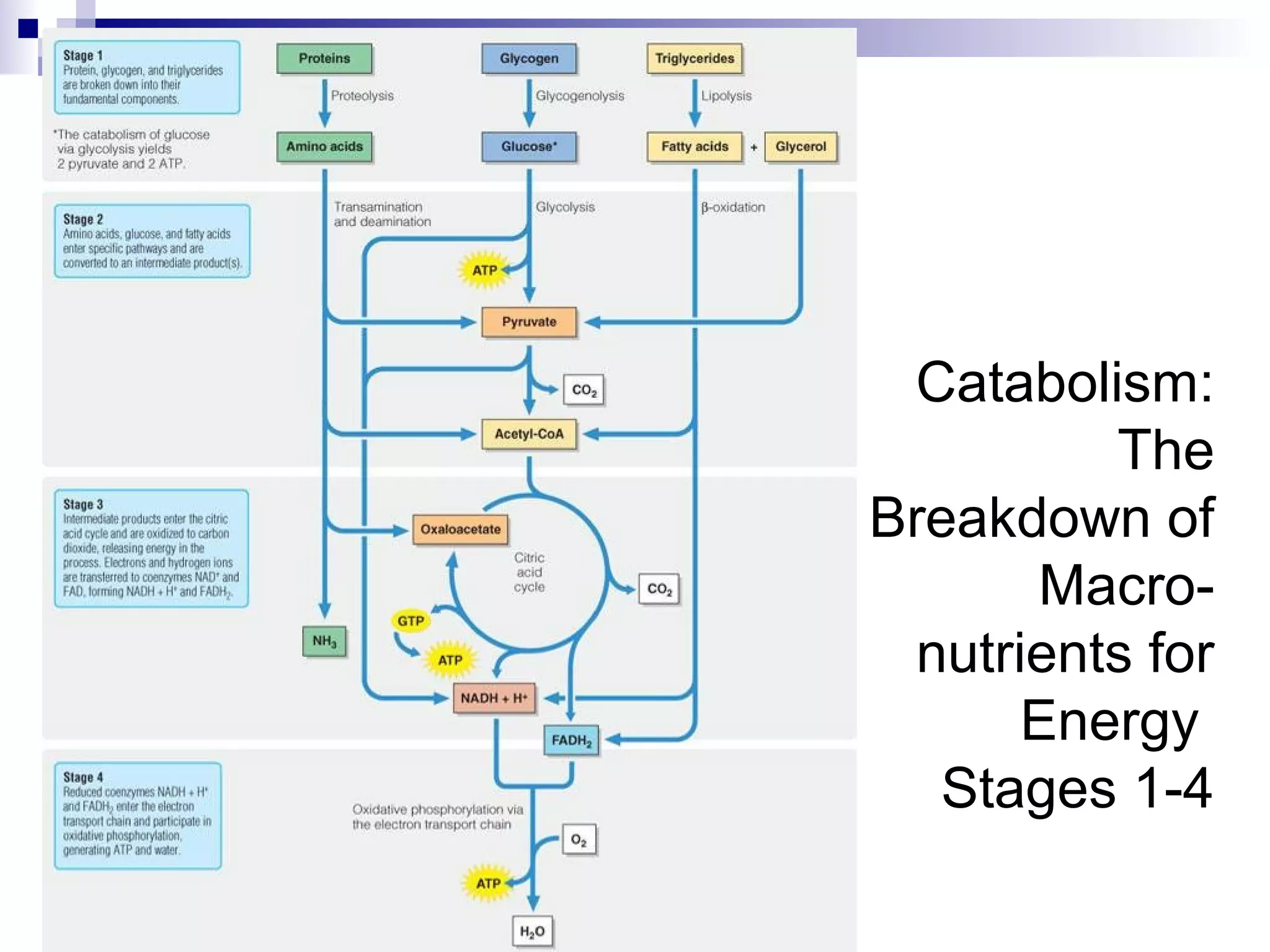 Catabolism: 
The 
Breakdown of 
Macro-nutrients 
for 
Energy 
Stages 1-4 
 