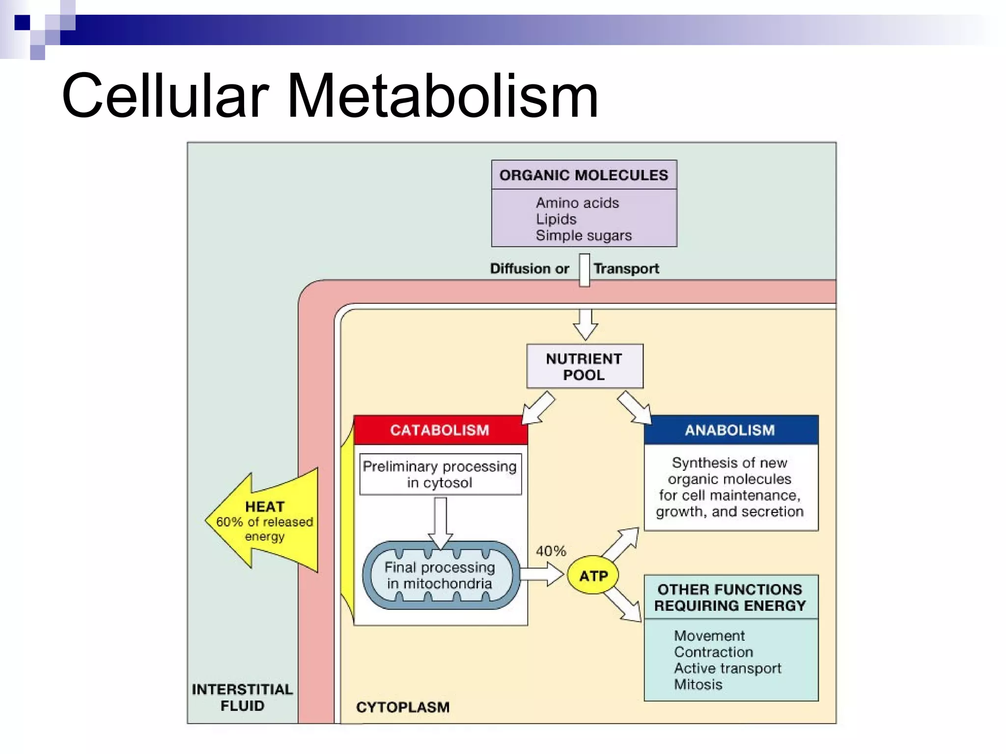 Cellular Metabolism 
 