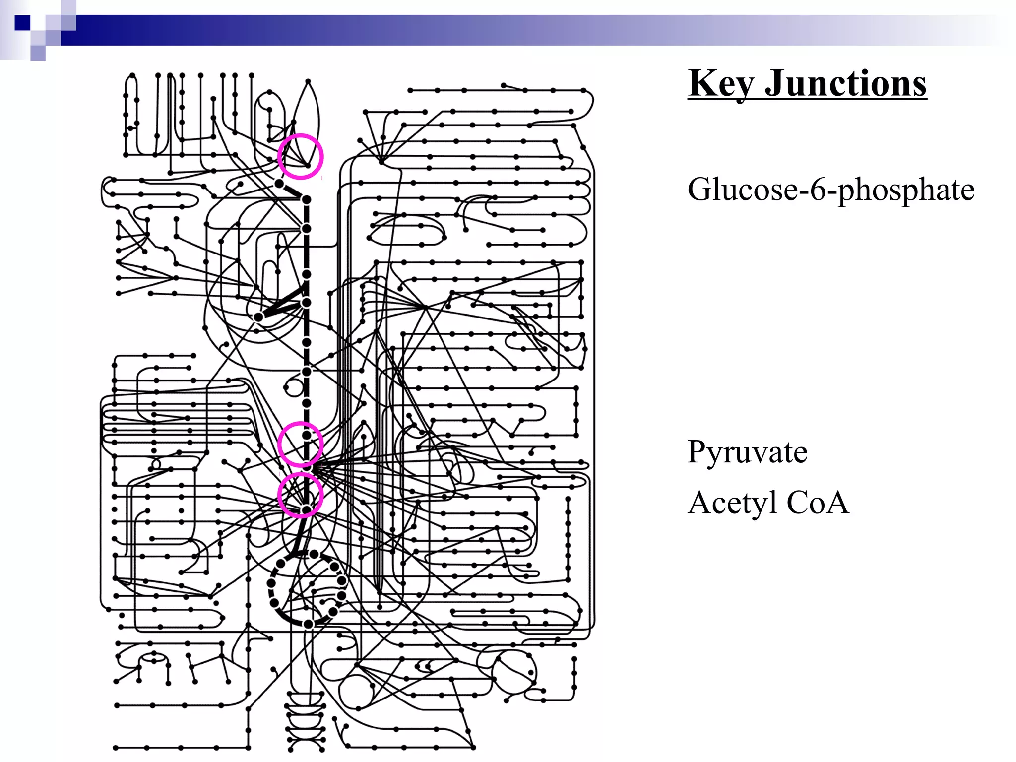 Key Junctions 
Glucose-6-phosphate 
Pyruvate 
Acetyl CoA 
 