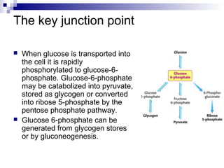 The key junction point 
 When glucose is transported into 
the cell it is rapidly 
phosphorylated to glucose-6- 
phosphate. Glucose-6-phosphate 
may be catabolized into pyruvate, 
stored as glycogen or converted 
into ribose 5-phosphate by the 
pentose phosphate pathway. 
 Glucose 6-phosphate can be 
generated from glycogen stores 
or by gluconeogenesis. 
 