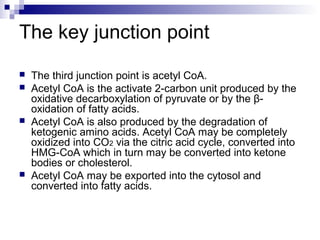 The key junction point 
 The third junction point is acetyl CoA. 
 Acetyl CoA is the activate 2-carbon unit produced by the 
oxidative decarboxylation of pyruvate or by the β- 
oxidation of fatty acids. 
 Acetyl CoA is also produced by the degradation of 
ketogenic amino acids. Acetyl CoA may be completely 
oxidized into CO2 via the citric acid cycle, converted into 
HMG-CoA which in turn may be converted into ketone 
bodies or cholesterol. 
 Acetyl CoA may be exported into the cytosol and 
converted into fatty acids. 
 
