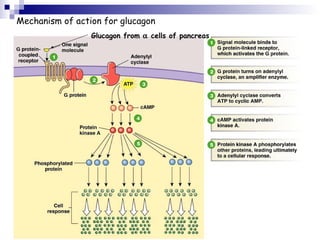 Mechanism of action for glucagon 
Glucagon from a cells of pancreas 
 