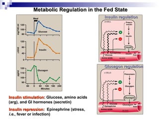 MMeettaabboolliicc RReegguullaattiioonn iinn tthhee FFeedd SSttaattee 
IInnssuulliinn rreegguullaattiioonn 
GGlluuccaaggoonn rreegguullaattiioonn 
IInnssuulliinn ssttiimmuullaattiioonn:: Glucose, amino acids 
(arg), and GI hormones (secretin) 
IInnssuulliinn rreepprreessssiioonn:: Epinephrine (stress, 
i.e., fever or infection) 
 
