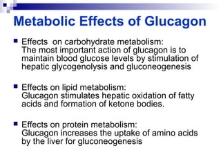 Metabolic Effects of Glucagon 
 Effects on carbohydrate metabolism: 
The most important action of glucagon is to 
maintain blood glucose levels by stimulation of 
hepatic glycogenolysis and gluconeogenesis 
 Effects on lipid metabolism: 
Glucagon stimulates hepatic oxidation of fatty 
acids and formation of ketone bodies. 
 Effects on protein metabolism: 
Glucagon increases the uptake of amino acids 
by the liver for gluconeogenesis 
 