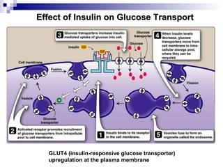 Effect of IInnssuulliinn oonn GGlluuccoossee TTrraannssppoorrtt 
GLUT4 (insulin-responsive glucose transporter) 
upregulation at the plasma membrane 
 
