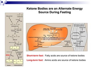 Ketone Bodies are aann AAlltteerrnnaattee EEnneerrggyy 
SSoouurrccee DDuurriinngg FFaassttiinngg 
FFaavvoorreedd dduurriinngg ffaattttyy aacciidd ccaattaabboolliissmm 
dduuee ttoo hhiigghh NNAADDHH//NNAADD+ rraattiioo 
Short-term fast: Fatty acids are source of ketone bodies 
Long-term fast: Amino acids are source of ketone bodies 
slow 
 