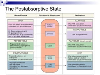 The Postabsorptive State 
 