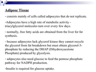 Adipose Tissue 
- consists mainly of cells called adipocytes that do not replicate. 
-Adipocytes have a high rate of metabolic activity - 
triacylglycerol molecules turn over every few days. 
- normally, free fatty acids are obtained from the liver for fat 
synthesis. 
- because adipocytes lack glycerol kinase they cannot recycle 
the glycerol from fat breakdown but must obtain glycerol-3- 
phosphate by reducing the DHAP (Dihydroxyacetone 
Phosphate) produced by glycolysis. 
- adipocytes also need glucose to feed the pentose phosphate 
pathway for NADPH production. 
-Insulin is required for glucose uptake. 
 
