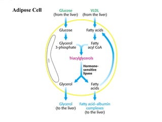 Adipose Cell 
 