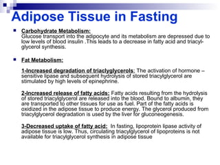 Adipose Tissue in Fasting 
 Carbohydrate Metabolism: 
Glucose transport into the adipocyte and its metabolism are depressed due to 
low levels of blood insulin .This leads to a decrease in fatty acid and triacyl-glycerol 
synthesis. 
 Fat Metabolism: 
1-Increased degradation of triaclyglycerols: The activation of hormone – 
sensitive lipase and subsequent hydrolysis of stored triacylglycerol are 
stimulated by high levels of epinephrine. 
2-Increased release of fatty acids: Fatty acids resulting from the hydrolysis 
of stored triacylglycerol are released into the blood. Bound to albumin, they 
are transported to other tissues for use as fuel. Part of the fatty acids is 
oxidized in the adipose tissue to produce energy. The glycerol produced from 
triacylglycerol degradation is used by the liver for gluconeogenesis. 
3-Decreased uptake of fatty acid: In fasting, lipoprotein lipase activity of 
adipose tissue is low. Thus, circulating triacylglycerol of lipoproteins is not 
available for triacylglycerol synthesis in adipose tissue 
 