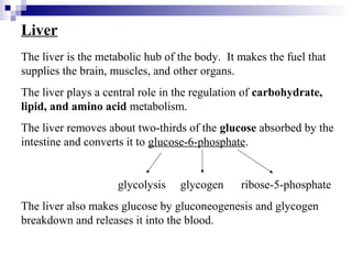 Liver 
The liver is the metabolic hub of the body. It makes the fuel that 
supplies the brain, muscles, and other organs. 
The liver plays a central role in the regulation of carbohydrate, 
lipid, and amino acid metabolism. 
The liver removes about two-thirds of the glucose absorbed by the 
intestine and converts it to glucose-6-phosphate. 
glycolysis glycogen ribose-5-phosphate 
The liver also makes glucose by gluconeogenesis and glycogen 
breakdown and releases it into the blood. 
 