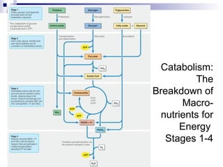 Catabolism: 
The 
Breakdown of 
Macro-nutrients 
for 
Energy 
Stages 1-4 
 