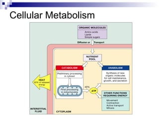 Cellular Metabolism 
 