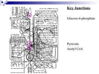 Key Junctions 
Glucose-6-phosphate 
Pyruvate 
Acetyl CoA 
 