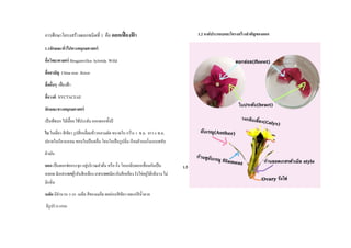 การศึกษาโครงสร้างดอกชนิดที่ 1 คือ ดอกเฟื่องฟ้ ำ
1.1ลักษณะทั่วไปทำงพฤกษศำสตร์
ชื่อวิทยำศำสตร์ Bougainvillea hylorida Willd
ชื่อสำมัญ China rose flower
ชื่ออื่นๆ เฟื่องฟ้า
ชื่อวงศ์ NYCTACEAE
ลักษณะทำงพฤกษศำสตร์
เป็นพืชบก ไม้เลื้อย ใช้ประดับ ออกดอกทั้งปี
ใบ ใบเดี่ยว สีเขียว รูปสี่เหลื่ยมข้าวหลามตัด ขนาดใบ กว้าง 3 ซ.ม. ยาว 6 ซ.ม.
ปลายใบเรียวแหลม ขอบใบเป็นคลื่น โคนใบเป็นรูปลิ่ม เรียงตัวบนกิ่งแบบสลับ
ผิวมัน
ดอก เป็นดอกช่อกระจุก อยู่บริเวณลาต้น หรือ กิ่ง โคนกลีบดอกเชื่อมกันเป็น
หลอด มีเกสรเพศผู้5อันสีเหลือง เกสรเพศเมีย1อันสีเหลือง รังไข่อยู่ใต้กลีบวง ไม่
มีกลิ่น
เมล็ด มีจานวน 5-20 เมล็ด สีของเมล็ด ผลอ่อนสีเขียว ผลแก่สีน้าตาล
มีรูปร่าง แบน
1.2 องค์ประกอบและโครงสร้ำงสำคัญของดอก
1.3 ตัวอย่ำงแห้งสดประกอบโครงสร้ำง
 