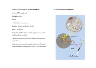 การศึกษาโครงสร้างดอกชนิดที่2 คือ เข็ม(เหลืองชัชวำล)
2.1ลักษณะทั่วไปทำงพฤกษ์ศำสตร์
ชื่อพันธุ์ไม้ เข็มเหลือง
ชื่อสำมัญ -
ชื่อวิทยำศำสตร์ Ixora chinensis Lam.
ชื่อพื้นเมือง เข็มจีน, เข็มเศรษฐีอเมริกัน, เข็มเหลือง
ชื่อวงศ์ RUBIACEAE
ลักษณะทั่วไป เป็นไม้ยืนต้นมีพุ่มขนาดลาต้นมีความสูงประมาณ3-5 เมตรลาต้น
เป็นต้นเดี่ยวหรือแผ่สาขาไปเป็นต้น
ใบ-ใบเดี่ยวออกเป็นคู่สลับกันรอบต้นและกิ่ง ใบแข็งเปราะมีสีเขียวสด โคนใบ
มนปลายใบแหลม
ดอกเป็นช่อออกตรงส่วนยอดซึ่งมีก้านดอกชูไว้ภายในช่อประกอบด้วยดอกเล็กๆ
ลักษณะเป็นหลอดเล็ก ๆ ซึ่งมีกลีบอยู่ส่วนบน ประมาณ 4-5 กลีบ กลีบเล็กแหลม
2.2 องค์ประกอบและโครงสร้ำงสำคัญของดอก
 