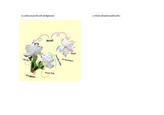 3.2 องค์ประกอบและโครงสร้ำงสำคัญของดอก 3.3 ตัวอย่ำงแห้งสดประกอบโครงสร้ำง
 