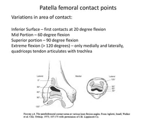 Variations in area of contact:
Inferior Surface – first contacts at 20 degree flexion
Mid Portion – 60 degree flexion
Superior portion – 90 degree flexion
Extreme flexion (> 120 degrees) – only medially and laterally,
quadriceps tendon articulates with trochlea
Patella femoral contact points
 