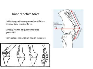 In flexion patella compressed onto femur
creating joint reactive force.
Directly related to quadriceps force
generation.
Increases as the angle of flexion increases.
Joint reactive force
 