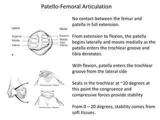 No contact between the femur and
patella in full extension.
From extension to flexion, the patella
begins laterally and moves medially as the
patella enters the trochlear groove and
tibia derotates.
With flexion, patella enters the trochlear
groove from the lateral side
Seats in the trochlear at ~20 degrees at
this point the congruence and
compressive forces provide stability
From 0 – 20 degrees, stability comes from
soft tissues.
Patello-Femoral Articulation
 