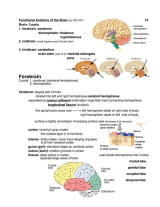Functional Anatomy of the Brain (pp 235-241) 10
Brain- 3 parts
1. forebrain- cerebrum
diencephalon- thalamus
hypothalamus
2. midbrain- small superior part of brain stem
3. hindbrain- cerebellum
brain stem (part of it)- medulla oblongata
pons
Forebrain
2 parts: 1. cerebrum (cerebral hemispheres)
2. diencephalon
Cerebrum: largest part of brain
divided into left and right hemispheres-cerebral hemispheres
separated by corpus callosum (internally)- large fiber tract connecting hemispheres
longitudinal fissure (surface)
the spinal tracts cross over -------> left hemisphere deals w/ right side of body
right hemisphere deals w/ left side of body
surface is highly convoluted- increasing surface area (increases # of neurons)
cortex- (exterior) gray matter
thin surface layer (1-4 mm thick)
Interior- white matter, nerve tract relaying impulses
to & from cerebral cortex
gyrus (gyri)- elevated ridges on cerebral cortex
sulcus (sulci)- shallow grooves in cortex
fissure- deep sulcus in cortex sulci divide hemispheres into 4 lobes
separate large areas of brain
frontal lobe
parietal lobe
occipital lobe
temporal lobe
 