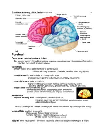 Functional Anatomy of the Brain (pp 235-241) 11
Forebrain
Cerebrum- cerebral cortex: 4 lobes
f’n- speech, memory, logical & emotional response, consciousness, interpretation of sensation,
voluntary movement, problem solving
frontal lobe
primary motor area- located anterior to central sulcus
initiates voluntary movement of skeletal muscles (motor language too)
premotor area- located anterior to primary motor area
process input regarding body movement, modify movements
prefrontal area- anterior frontal lobe
higher level thought, decision making, planning, impulsivity control
selective attention, personality, problem solving, behavior, emotions
Broca’s area- inferior left frontal gyrus
controls facial neurons & speech production- articulation
(works in junction with Wernicke’s Area- language comprehension)
parietal lobe
somatic sensory area- located posterior to central sulcus
interprets input from sensory receptors (except specialized senses)
aids in spacial orientation
sensory pathways are crossed pathways (left sensory area receives input from right side of body)
temporal lobe- auditory processing
olfactory area (located deep temporal)
memory: right lobe- visual memory (pictures, faces)
left lobe- verbal memory (words, names)
occipital lobe- visual center , processes visual info and visual recognition of shapes & colors
 