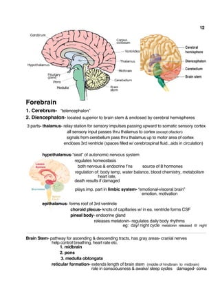 12
Forebrain
1. Cerebrum- “telencephalon”
2. Diencephalon- located superior to brain stem & enclosed by cerebral hemispheres
3 parts- thalamus- relay station for sensory impulses passing upward to somatic sensory cortex
all sensory input passes thru thalamus to cortex (except olfaction)
signals from cerebellum pass thru thalamus up to motor area of cortex
encloses 3rd ventricle (spaces filled w/ cerebrospinal fluid...aids in circulation)
hypothalamus-”seat” of autonomic nervous system
regulates homeostasis
both nervous & endocrine f’ns source of 8 hormones
regulation of: body temp, water balance, blood chemistry, metabolism
heart rate,
death results if damaged
plays imp. part in limbic system- “emotional-visceral brain”
emotion, motivation
epithalamus- forms roof of 3rd ventricle
choroid plexus- knots of capillaries w/ in ea. ventricle forms CSF
pineal body- endocrine gland
releases melatonin- regulates daily body rhythms
eg: day/ night cycle melatonin released @ night
Brain Stem- pathway for ascending & descending tracts, has gray areas- cranial nerves
help control breathing, heart rate etc.
1. midbrain
2. pons
3. medulla oblongata
reticular formation- extends length of brain stem (middle of hindbrain to midbrain)
role in consciousness & awake/ sleep cycles damaged- coma
 