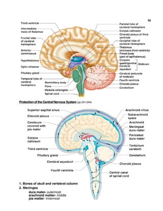 14
Protection of the Central Nervous System (pp 241-244)
1. Bones of skull and vertebral column
2. Meninges
dura mater- outermost
arachnoid matter- middle
pia matter- innermost
 