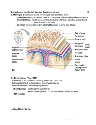 Protection of the Central Nervous System (pp 241-244) 15
2. Meninges- 3 continuous sheets covering both spinal cord and brain
dura mater- outermost, pressed against bony surface on interior of vertebrae & cranium
arachnoid mater- middle layer, weblike, threadlike extensions pass thru subarachnoid
space & attach to pia mater
pia mater- innermost layer, thin, attached to surface of spinal cord & brain
3. Cerebrospinal Fluid (CSF)
fluid similar to blood plasma containing protein, vit. C, and ions
bathes cells of CNS protecting them from physical trauma
returns to blood thru veins drainging the brain
choroid plexus- capillaries that secrete CSF
located hanging from roof of each ventricle ( 2 lateral, 3rd & 4th)
CSF location
4. Blood-Brain Barrier
 