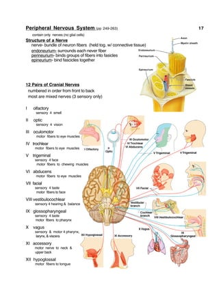 Peripheral Nervous System (pp 249-263) 17
contain only nerves (no glial cells)
Structure of a Nerve
nerve- bundle of neuron fibers (held tog. w/ connective tissue)
endoneurium- surrounds each never fiber
perineurium- binds groups of fibers into fasicles
epineurium- bind fascicles together
12 Pairs of Cranial Nerves
numbered in order from front to back
most are mixed nerves (3 sensory only)
I olfactory
sensory 4 smell
II optic
sensory 4 vision
III oculomotor
motor fibers to eye muscles
IV trochlear
motor fibers to eye muscles
V trigeminal
sensory 4 face
motor fibers to chewing muscles
VI abducens
motor fibers to eye muscles
VII facial
sensory 4 taste
motor fibers to face
VIII vestibulocochlear
sensory 4 hearing & balance
IX glossopharyngeal
sensory 4 taste
motor fibers to pharynx
X vagus
sensory & motor 4 pharynx,
larynx, & viscera
XI accessory
motor nerve to neck &
upper back
XII hypoglossal
motor fibers to tongue
 