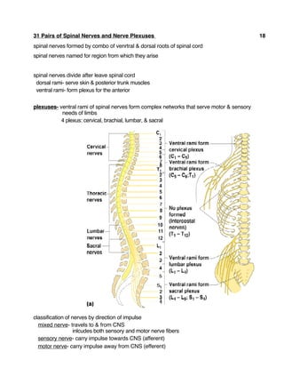 31 Pairs of Spinal Nerves and Nerve Plexuses 18
spinal nerves formed by combo of venrtral & dorsal roots of spinal cord
spinal nerves named for region from which they arise
spinal nerves divide after leave spinal cord
dorsal rami- serve skin & posterior trunk muscles
ventral rami- form plexus for the anterior
plexuses- ventral rami of spinal nerves form complex networks that serve motor & sensory
needs of limbs
4 plexus: cervical, brachial, lumbar, & sacral
classification of nerves by direction of impulse
mixed nerve- travels to & from CNS
inlcudes both sensory and motor nerve fibers
sensory nerve- carry impulse towards CNS (afferent)
motor nerve- carry impulse away from CNS (efferent)
 