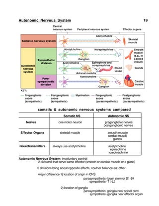 Autonomic Nervous System 19
somatic & autonomic nervous systems compared
Somatic NS Autonomic NS
Nerves one motor neuron preganglionic nerves
postganglionic nerves
Effector Organs skeletal muscle smooth muscle
cardiac muscle
glands
Neurotransmitters always use acetylcholine acetylcholine
epinephrine
norepinephrine
Autonomic Nervous System: involuntary control
2 divisions that serve same effector (smooth or cardiac muscle or a gland)
2 divisions bring about opposite effects, coutner balance ea. other
major difference 1) location of origin in CNS
parasympathetic- brain stem or S1-S4
sympathetic- T1-L2
2) location of ganglia
parasympathetic- ganglia near spinal cord
sympathetic- ganglia near effector organ
 