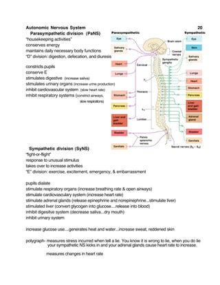 Autonomic Nervous System 20
Parasympathetic division (PaNS)
“housekeeping activities”
conserves energy
maintains daily necessary body functions
“D” division: digestion, defecation, and diuresis
constricts pupils
conserve E
stimulates digestive (increase saliva)
stimulates urinary organs (increase urine production)
inhibit cardiovascular system (slow heart rate)
inhibit respiratory systems (constrict airways,
slow respirations)
Sympathetic division (SyNS)
“fight-or-flight”
response to unusual stimulus
takes over to increase activities
“E” division: exercise, excitement, emergency, & embarrassment
pupils dialate
stimulate respiratory organs (increase breathing rate & open airways)
stimulate cardiovasculary system (increase heart rate)
stimulate adrenal glands (release epinephrine and norepinephrine...stimulate liver)
stimulated liver (convert glycogen into glucose....release into blood)
inhibit digesitve system (decrease saliva...dry mouth)
inhibit urinary system
increase glucose use....generates heat and water...increase sweat, reddened skin
polygraph- measures stress incurred when tell a lie. You know it is wrong to lie, when you do lie
your sympathetic NS kicks in and your adrenal glands cause heart rate to increase.
measures changes in heart rate
 