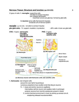 Nervous Tissue: Structure and function (pp 224-235) 3
2 types of cells: 1. neuroglia- supporting cells
not able to conduct impulses
can undergo cell division
most brain tumors are gliomas- formed by glial cells
2. neurons nerve cells that transmit impulses
functional unit of nervous system
neurglia (pp 224-226) not able to conduct impulse
glia (glial cells)- f’n: support, insulation, & protection ~90% cells in brain are glial cells
CNS: 4 types: astrocytes PNS: 2 types
microglia schwann cells
ependymal satellite cells
oligodendrocytes
1. Astrocytes- star-shaped cells
account for over half of neural tissue
numerous projections have swollen ends that cling to neurons
f’n: 1. brace and anchor neurons to capillaries
intermediary cell b/w neuron and capillary (aids in exchange)
protects neurons from harmful substances present in blood
2. control chemical environment in brain by picking up excess ions &
recapturing released neurotransmitters
 