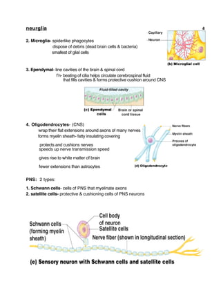 neurglia 4
2. Microglia- spiderlike phagocytes
dispose of debris (dead brain cells & bacteria)
smallest of glial cells
3. Ependymal- line cavities of the brain & spinal cord
f’n- beating of cilia helps circulate cerebrospinal fluid
that fills cavities & forms protective cushion around CNS
4. Oligodendrocytes- (CNS)
wrap their flat extensions around axons of many nerves
forms myelin sheath- fatty insulating covering
protects and cushions nerves
speeds up nerve transmission speed
gives rise to white matter of brain
fewer extensions than astrocytes
PNS: 2 types:
1. Schwann cells- cells of PNS that myelinate axons
2. satellite cells- protective & cushioning cells of PNS neurons
 